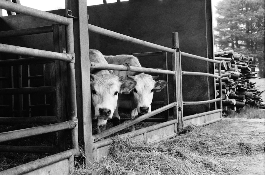 Photo farm consignment auctions