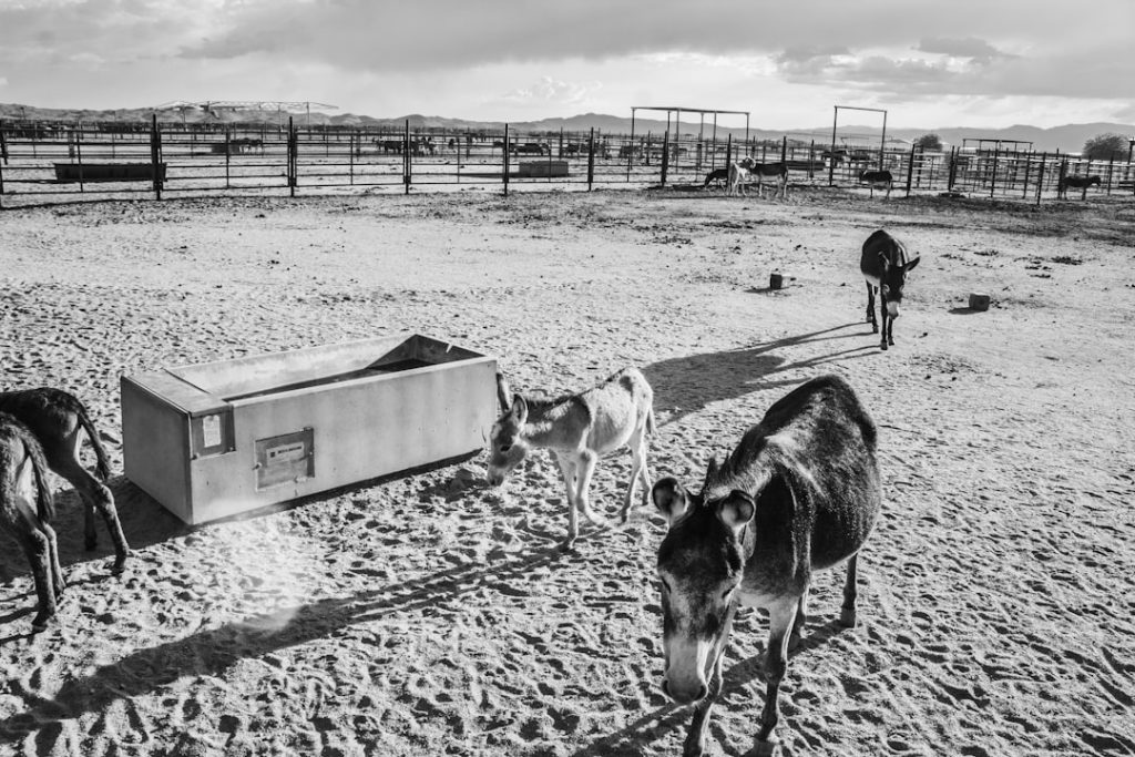 Photo livestock equipment auction